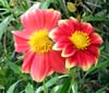 Moosey Hybrid Dahlia
